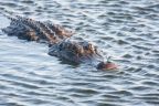 Brazos Bend State Park