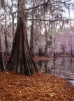 Caddo Lake State Park